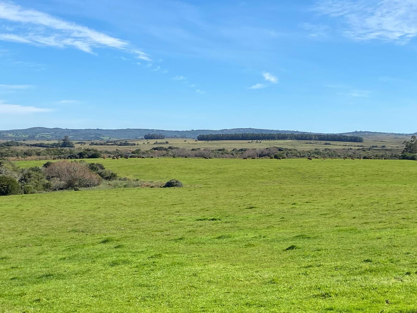 Campo Unico 221ha Pueblo Garzon - TM7798637