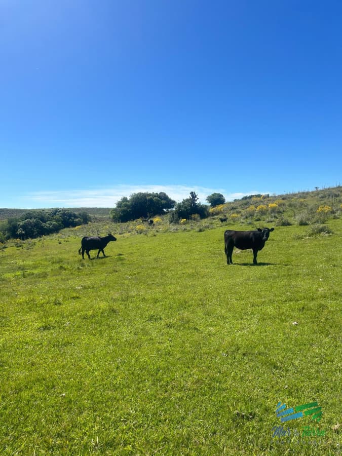 115 Has a 10 Kms de Garzón.