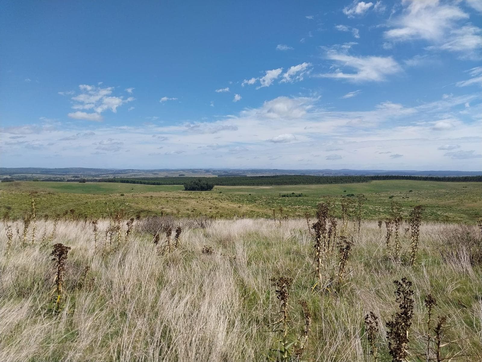 Campo Unico 873 Hectareas en Pueblo Garzon - TM7798562