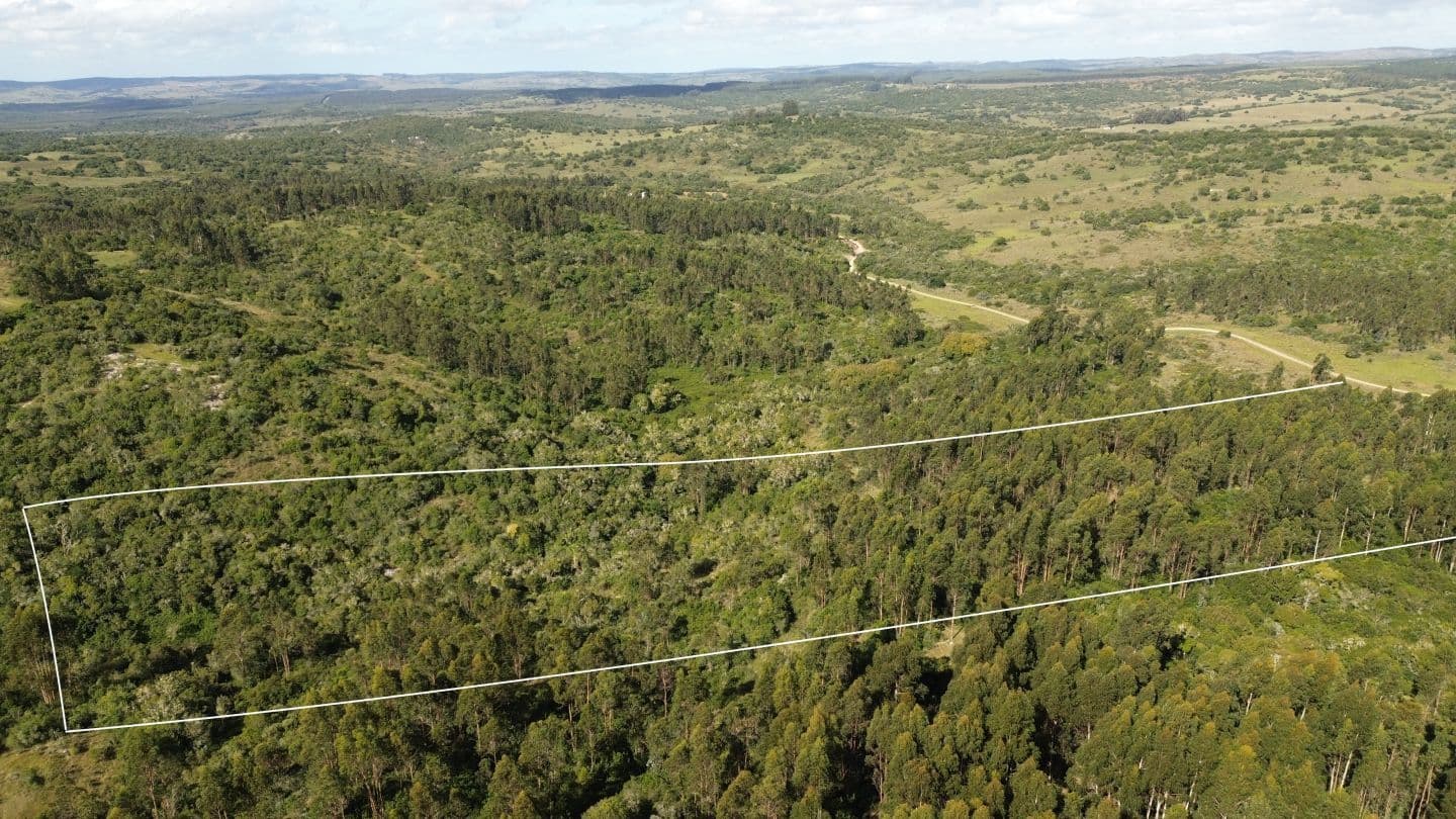 Chacra de 5 hectáreas en venta Aiguá, cañada tajamar monte